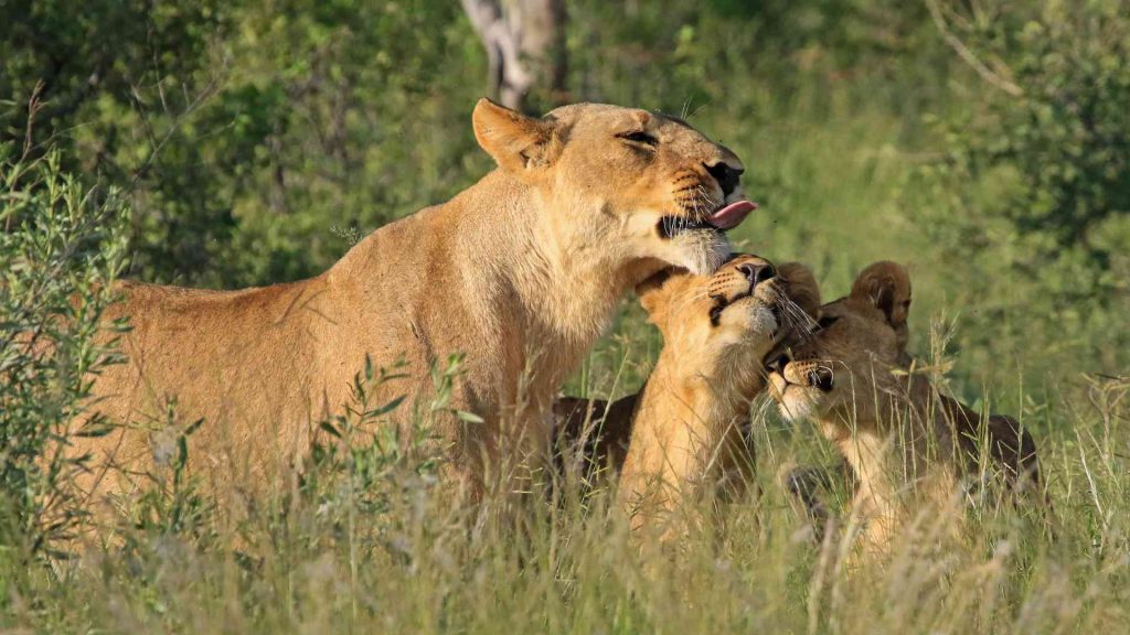 botswana lions