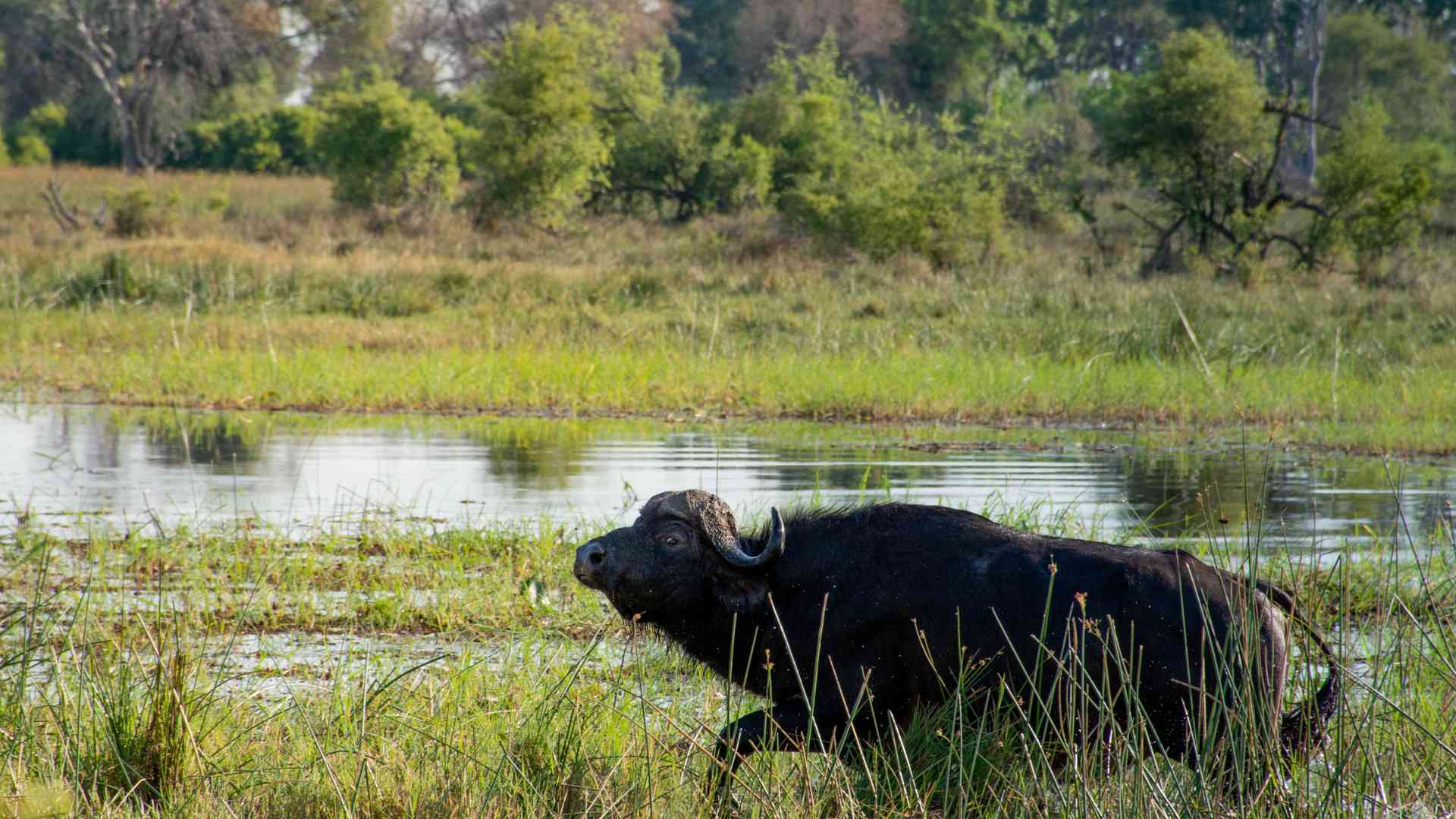 Buffalo at Dinare Private Reserve