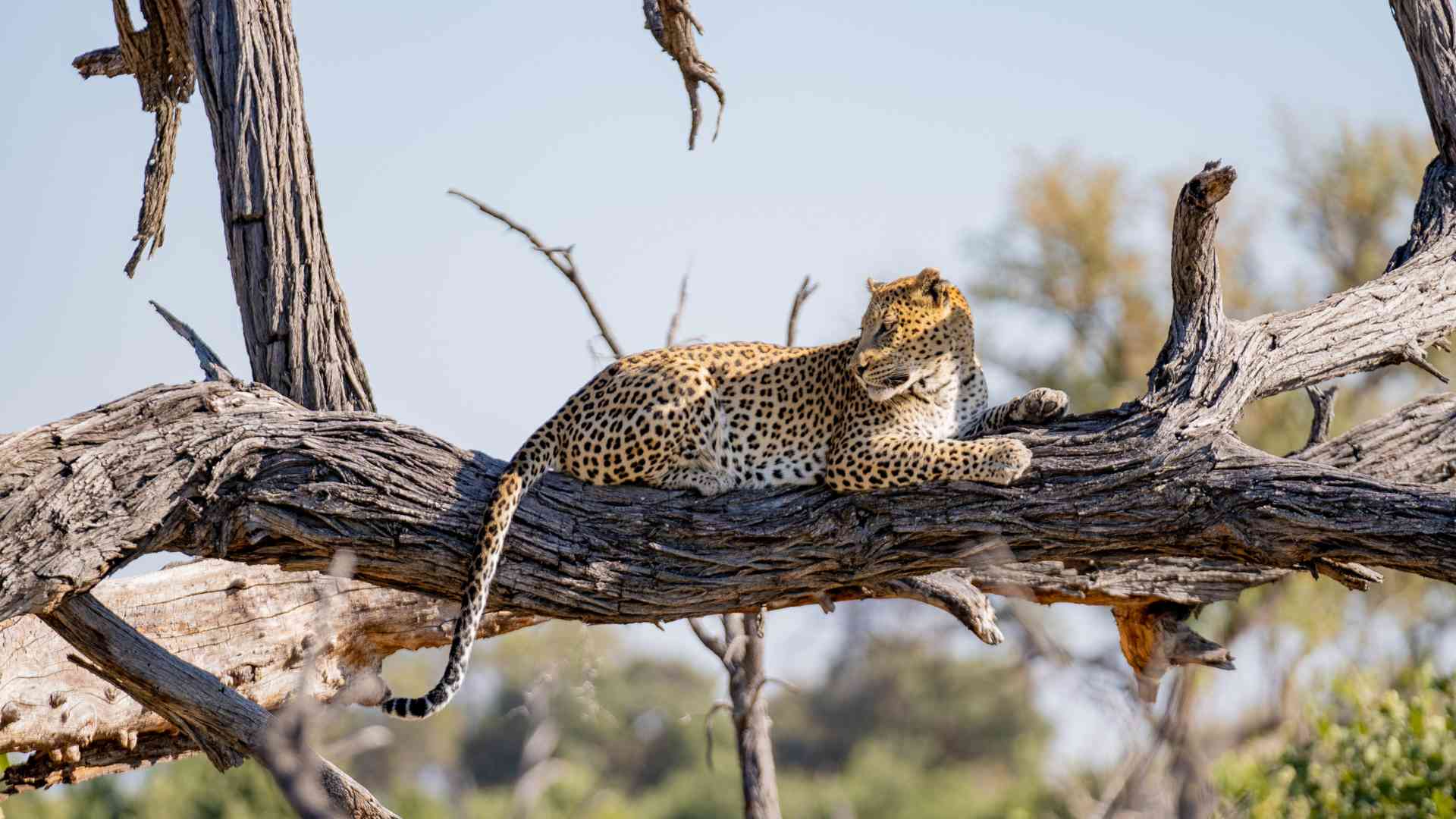 Dinare Private Reserve Leopard