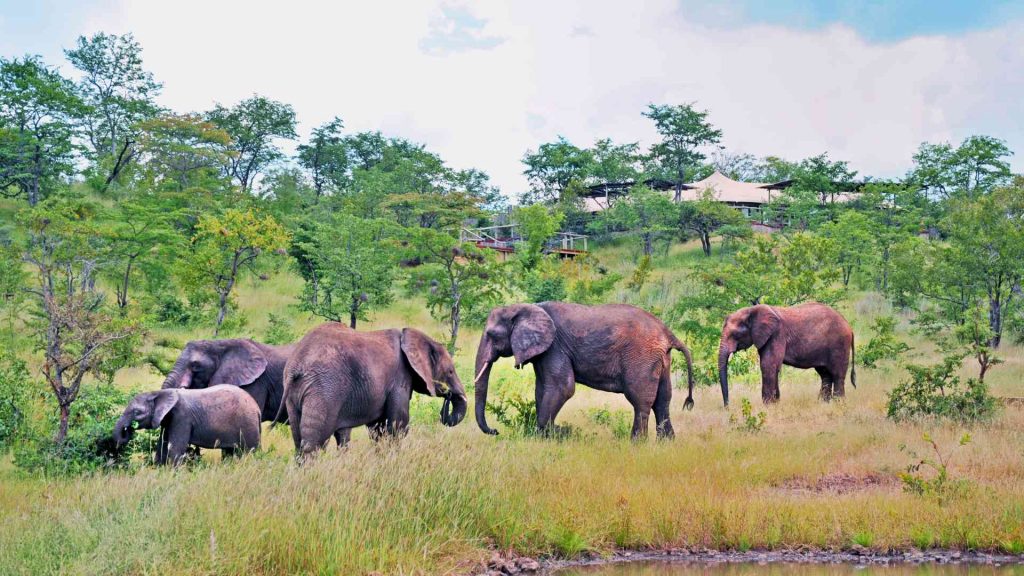 Elephants at the Elephant Camp