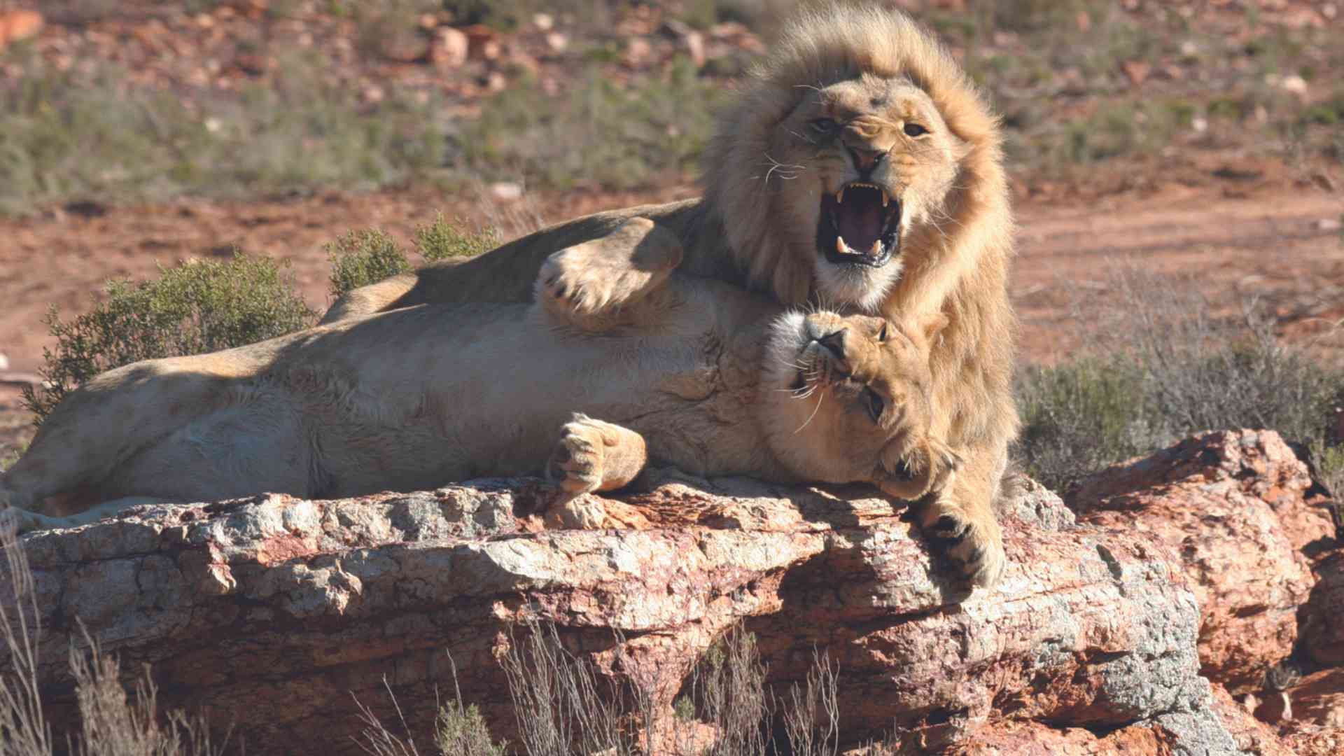 Lions at Aquila Game Reserve