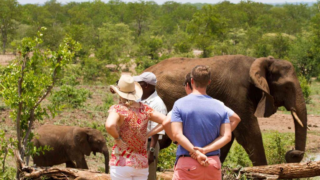 Victoria Falls Elephant Encounters